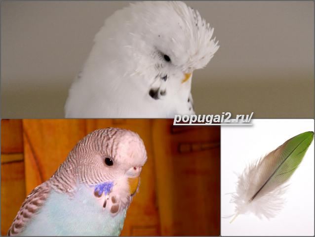 Как научить говорить волнистого попугая мальчика или девочку в домашних условиях