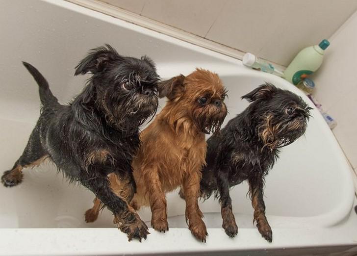 Брюссельский гриффон и бельгийский: происхождение и другие виды, описание породы собак