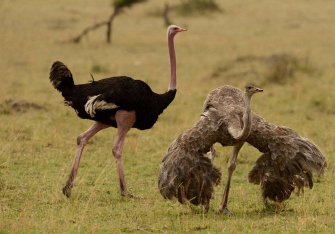 Страус эму: описание внешнего вида, характера, нюансов разведения