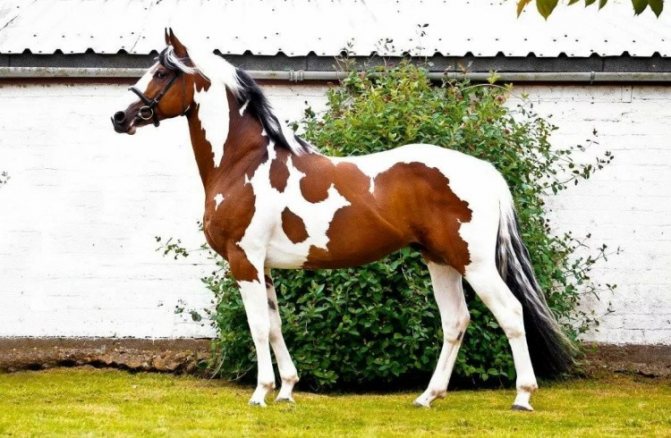 Вороная лошадь: что значит черная масть, значение цвета воронок жеребцов и кобыл