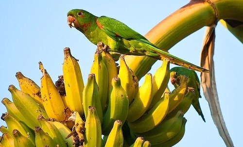 Попугай Аратинга: солнечный, золотой, яндайя, черноголовый