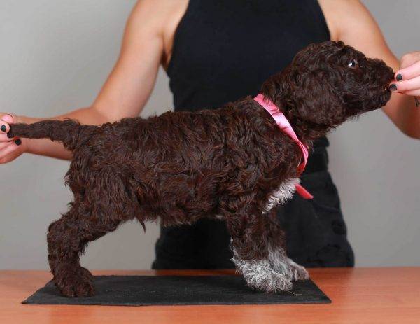 Лаготто Романьоло - описание породы, плюсы и минусы