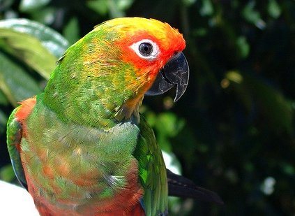 Попугай Аратинга: солнечный, золотой, яндайя, черноголовый