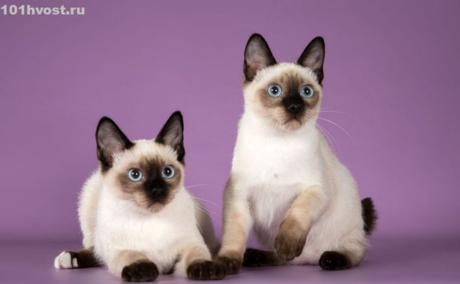 Скиф той боб: описание породы, стандарты, уход и организация питания