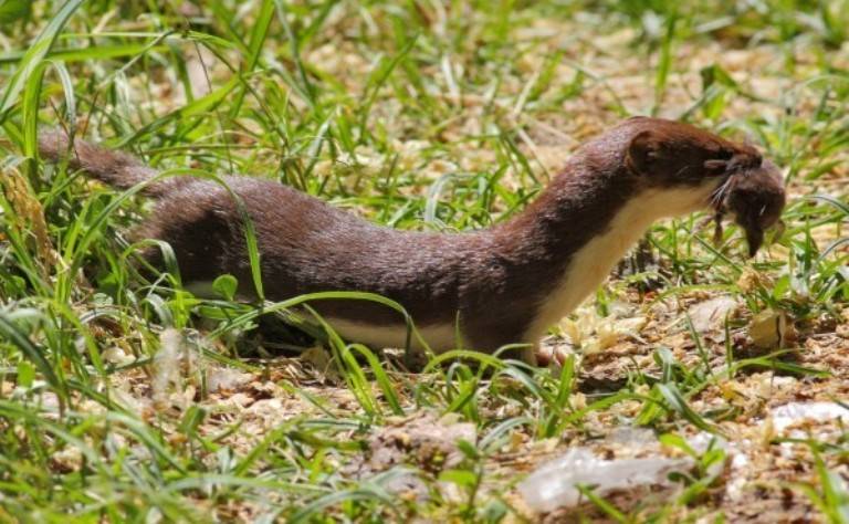 Ласки домашние: уход и содержание