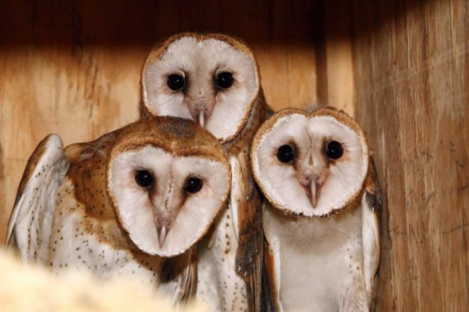 Сова сипуха в домашних условиях: виды и содержание