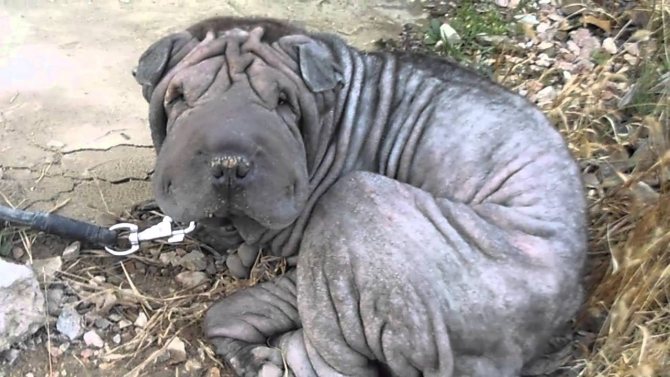 Сколько живут шарпеи в домашних условиях, продолжительность жизни шарпеев