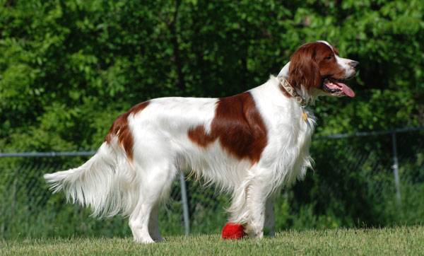 Русский сеттер: описание породы