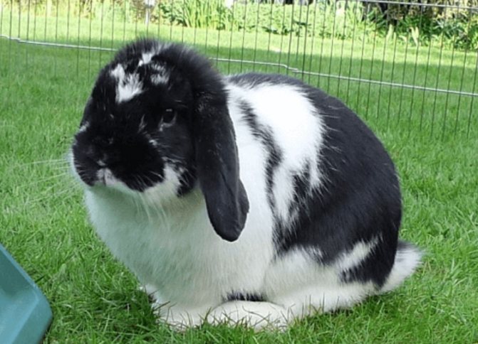 Кролик Бабочка: описание породы,характеристика