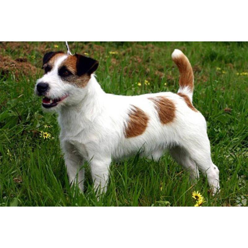 Джек Рассел терьер