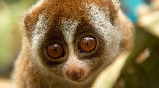 Лемур лори