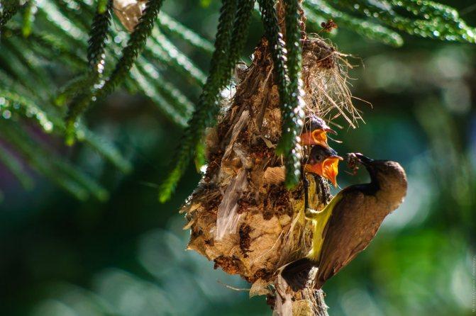 Нектарница: интересные факты о птицах
