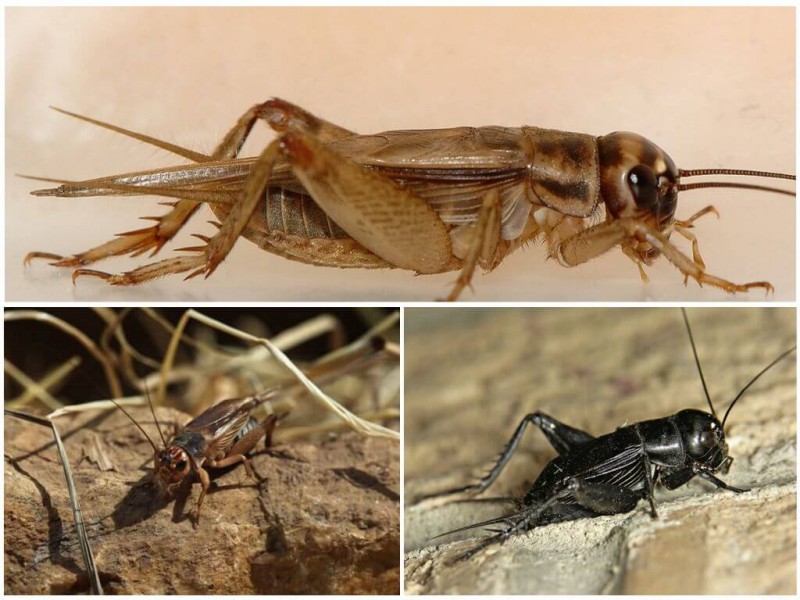 Разведение сверчков в домашних условиях: контейнер, климат, питание