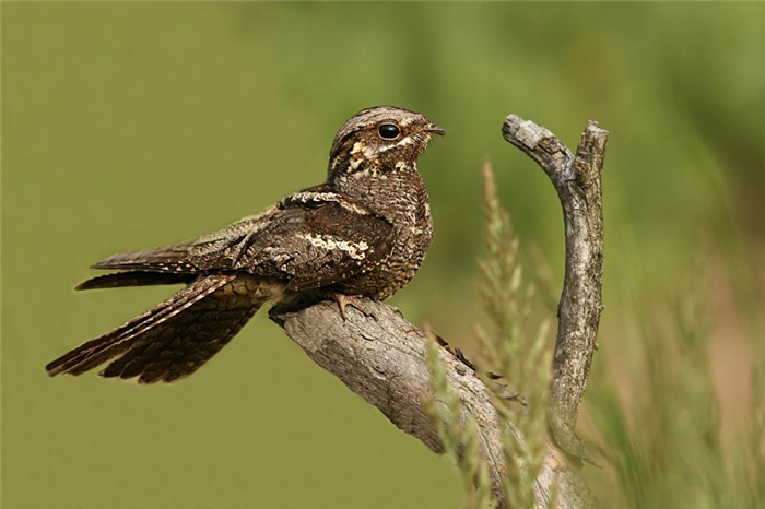 Козодой: образ жизни и среда обитания