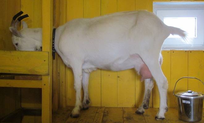 Описание коз Зааненской породы