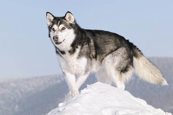 Какие существуют собаки волкодавы: описание русских, немецких и азиатских пород