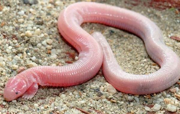 Поясохвост