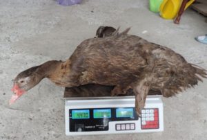 Самые яркие и позитивные виды птиц мира