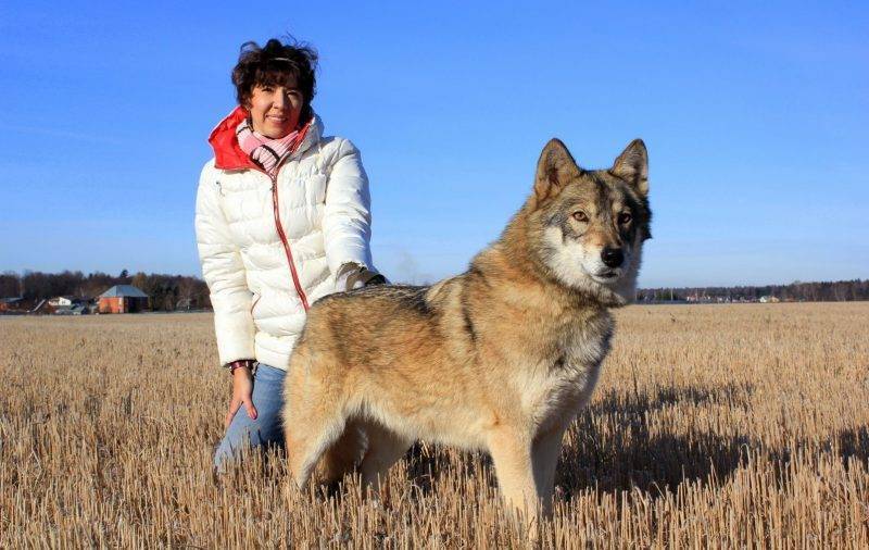 Волкособ: друг или враг?