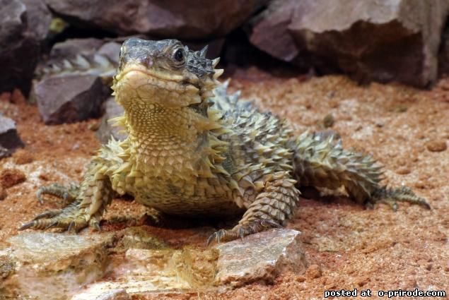 Поясохвост