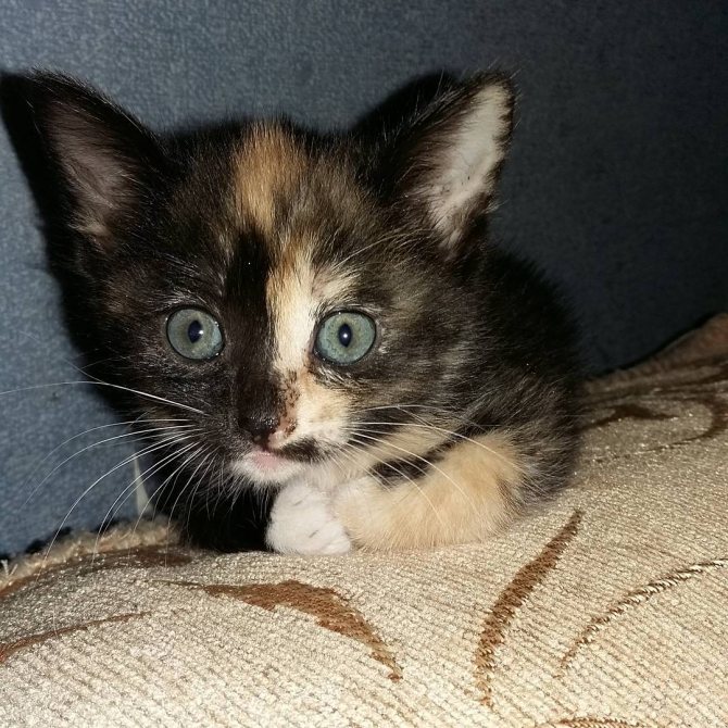 Кимрик: сколько живут, окрас, темперамент, повадки, частота кормления, болезни и дефекты породы