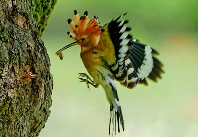 Удод: описание, как выглядит, где обитает, самец и самка