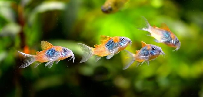 Коридорас Венесуэльский (Corydoras venezuelanus)