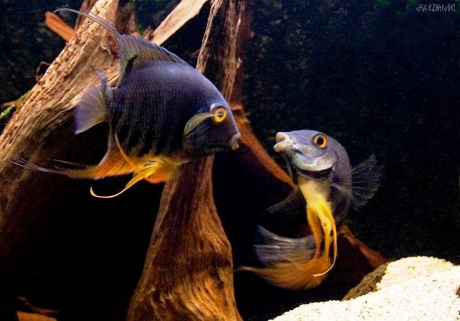 Цихлазома северум (рыбка ложный дискус): содержание, виды (красноточечный, красноплечий, жемчуг), совместимость