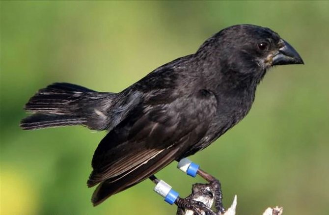 Вьюрок или Юрок?