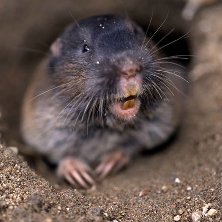 10 существ, которые живут под землей