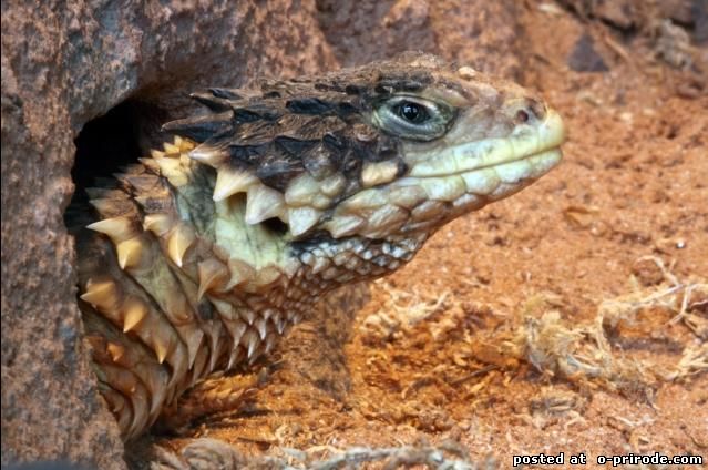 Поясохвост