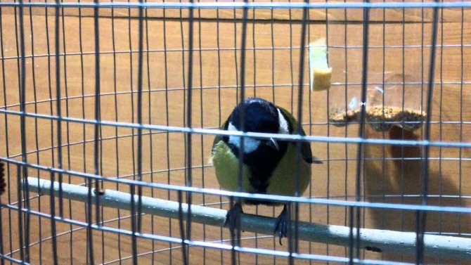 Когда синички выводят птенцов, когда синицы откладывают яйца