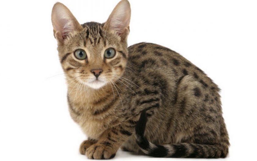 Серенгети: порода кошек с необычной внешностью, описание экстерьера и характера