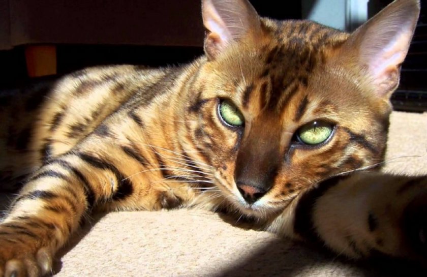 Серенгети: порода кошек с необычной внешностью, описание экстерьера и характера
