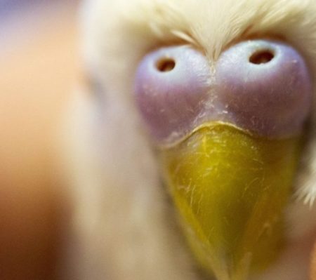 Попугай чех: описание породы