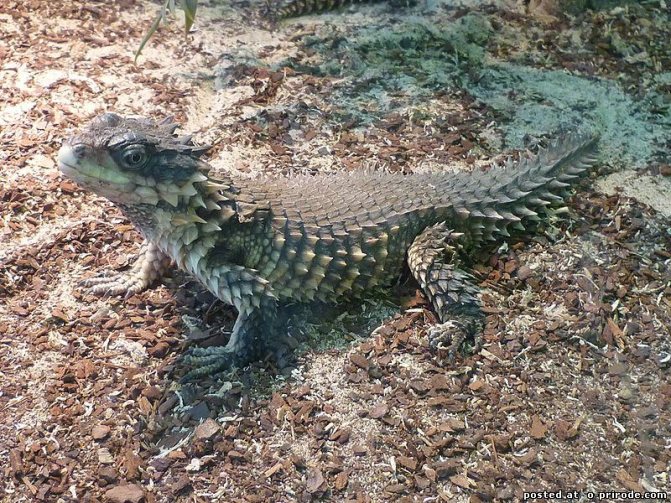 Поясохвост