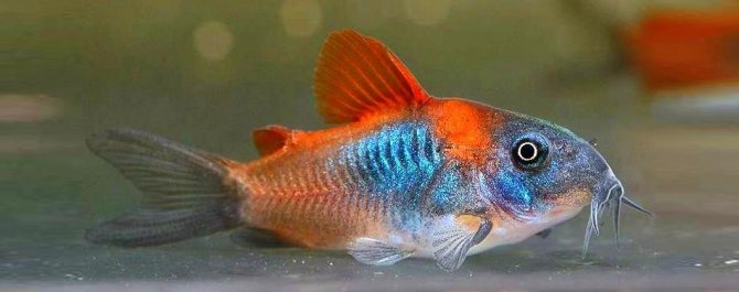 Коридорас Венесуэльский (Corydoras venezuelanus)
