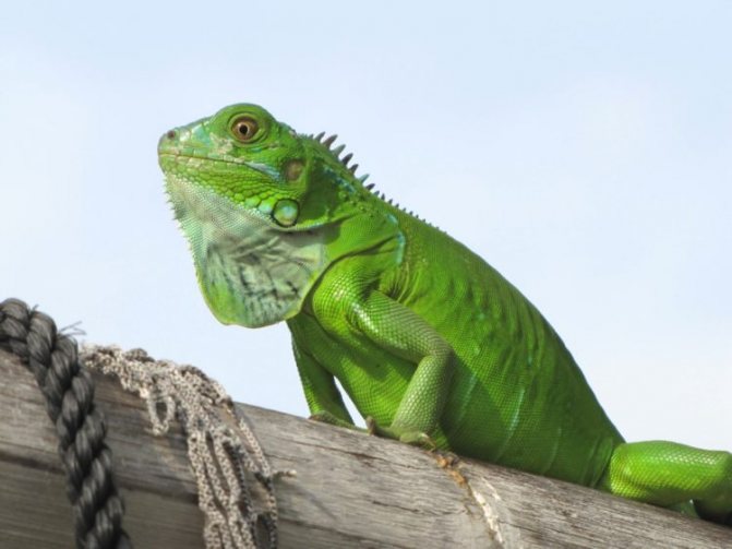 Игуана в домашних условиях - сколько живут, чем кормить, содержание