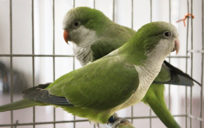 Монах - отличный вид попугаев