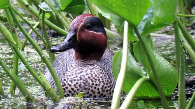 Чирок свистунок - самая маленькая утка