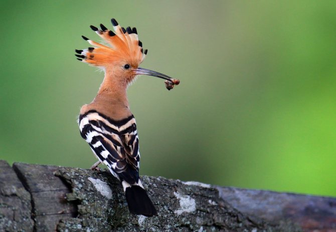 Удод: описание, как выглядит, где обитает, самец и самка