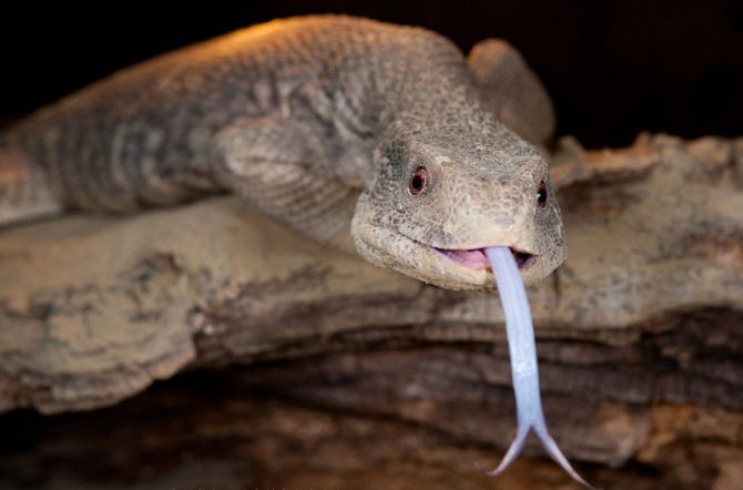 Черный водяной варан в домашних условиях и природе