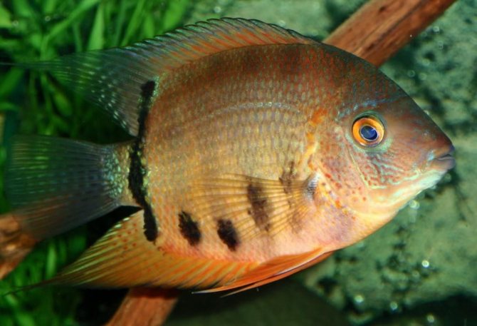 Цихлазома северум (рыбка ложный дискус): содержание, виды (красноточечный, красноплечий, жемчуг), совместимость