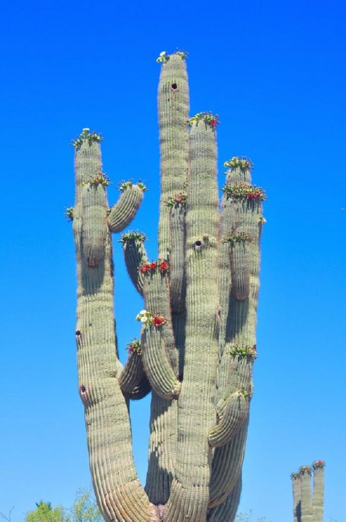 На кого охотятся и чем питаются совы в природе и какой корм они едят дома