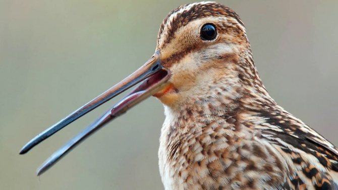 Бекас – описание птицы, где обитает и чем питается