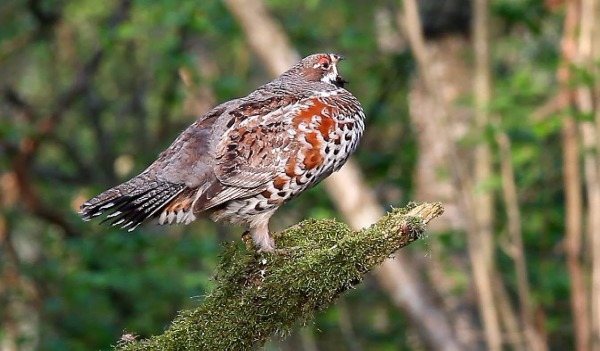 Как манить рябчика манком