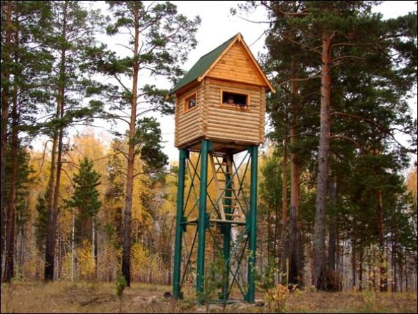 Пули на кабана: разновидности, пристрелка, убойные места и техника стрельбы