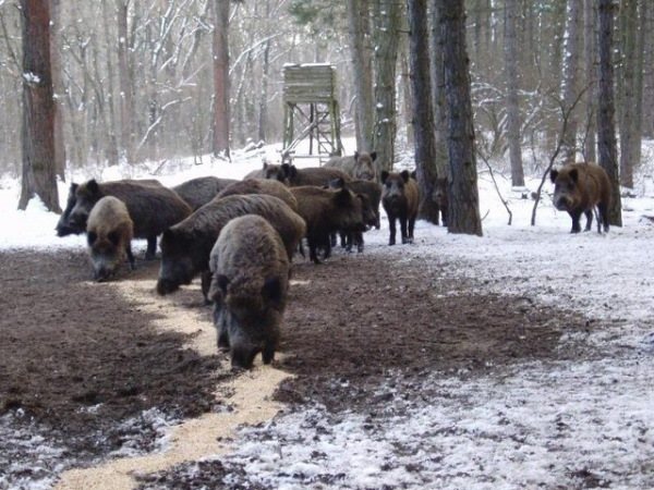 Пули на кабана: разновидности, пристрелка, убойные места и техника стрельбы