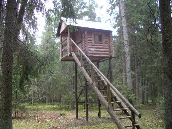 Пули на кабана: разновидности, пристрелка, убойные места и техника стрельбы