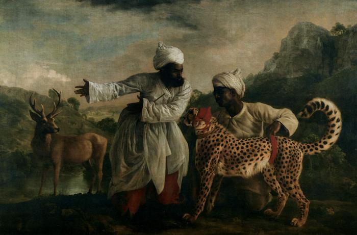 Гепард в дикой природе: характеристики, места обитания, образ жизни, питание и размножение гепардов